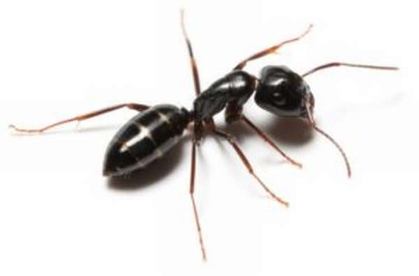 Особенности укуса муравья